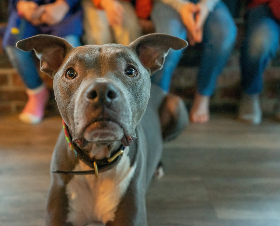 Braucht mein Hund wirklich Supplemente? Ein ehrlicher Ratgeber